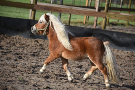 Rocky van Wegdam!