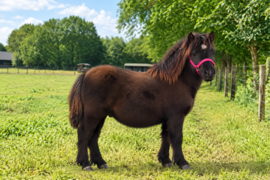 Willibrord VD Brandhoeve