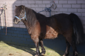 Philou vd Blokse polder