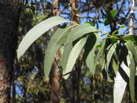 Eucalyptus etherische olie