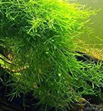 Habitat Opblazen Observatie Javamos / Vesicularia dubyana in Cup, aquarium mos | Aquariumplanten |  Aquael Shop