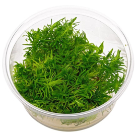 In-Vitro cup Pogostemon Erectus - aquariumplant 100cc