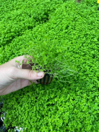 Micranthemum Monte Carlo