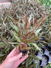 Alternanthera Rosaefolia