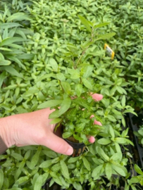 Hygrophila Rosanervig