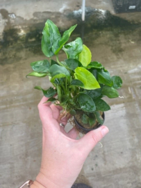 Anubias Nana