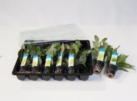 Mix pakket middengrond planten 12 stuks