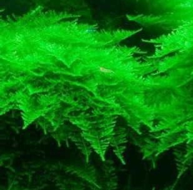 Christmas moss  / Vesicularia Montagnei in Cup, aquariummos