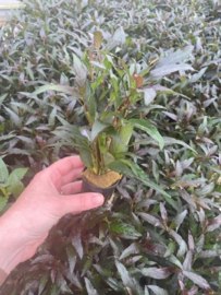 Hygrophila Angustifolia Rubra