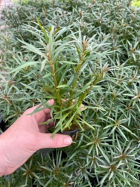 Eustralis Stellata Grof