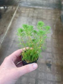 Myriophyllum Brasiliensis