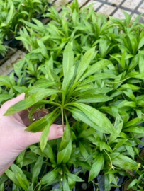 Echinodorus Magdalenensis