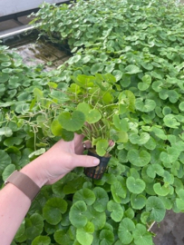 Hydrocotyle Leucocephala