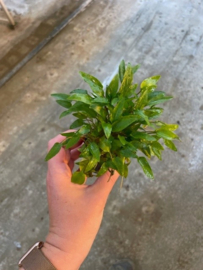Cryptocoryne Wendtii Groen