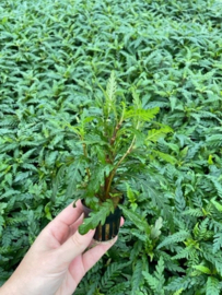 Hygrophila Pinnatifida