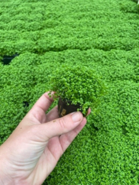 Hemianthus Callitrichoides