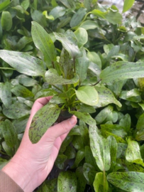 Echinodorus Ozelot Groen