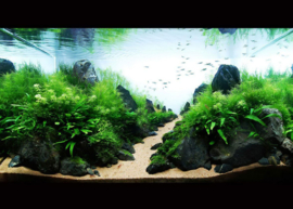 Landscape stone 10-15cm - aquarium decoratie stenen