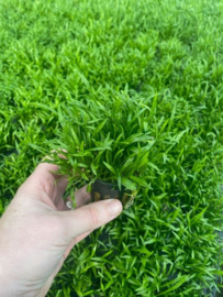 Lileaopsis novae-zelandiae