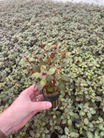 Ludwigia Palustris Super Red