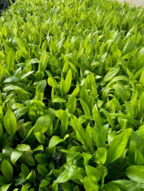 Echinodorus Paniculatus Amazone