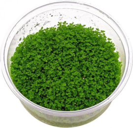 In-Vitro cup Hemianthus Callitrichoides - aquariumplant 100cc