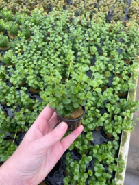 Lysimachia nummularia