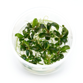 In-Vitro cup Schismattoglottis Prietoi - aquariumplant 100cc