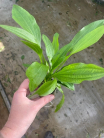 Echinodorus Argetinensis