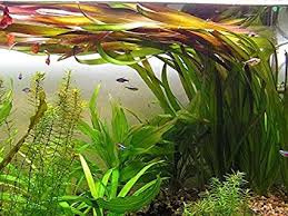 Aquariumplant - Vallisneria Giganthea Rubra bos