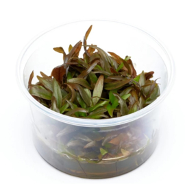 In-Vitro cup Cryptocoryne Wendtii Brown - aquariumplant 100cc