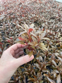 Alternanthera Reineckii mini