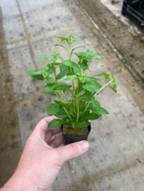 Ludwigia Palustris Groen