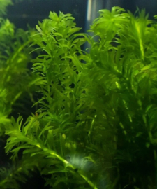 Aquariumplant - Elodea Densa bos (zuurstof)