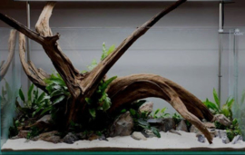 Fine sinking wood 35-50cm  - Aquarium decoratie mangrove hout