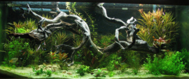 Spider wood 50-65cm aquarium decoratie hout