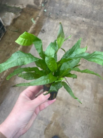 Microsorum Narrow Leaf