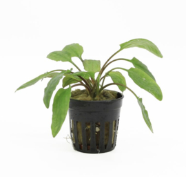 Cryptocoryne Willissii