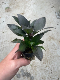 Hygrophila Corymbosa