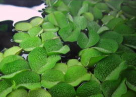 Salvinia Natans - Aquariumplant drijfplant in cup