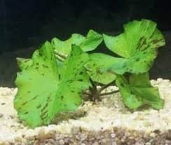 Groene tijgerlotus  - Nymphaea lotus groen aquariumplant