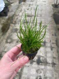 Lileaopsis Mauritius