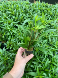 Hygrophila Angustifolia