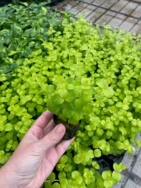 Lysimachia Aurea