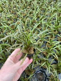 Cryptocoryne Balansae
