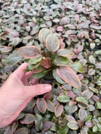 Lagenandra Meeboldii Red