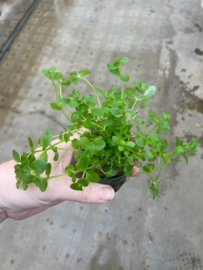 Bacopa Australis