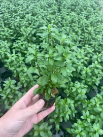 Hygrophila Polysperma