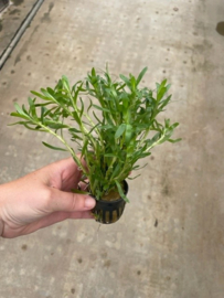 Heteranthera zosterifolia