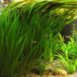 Aquariumplant - Vallisneria Spiralis bos